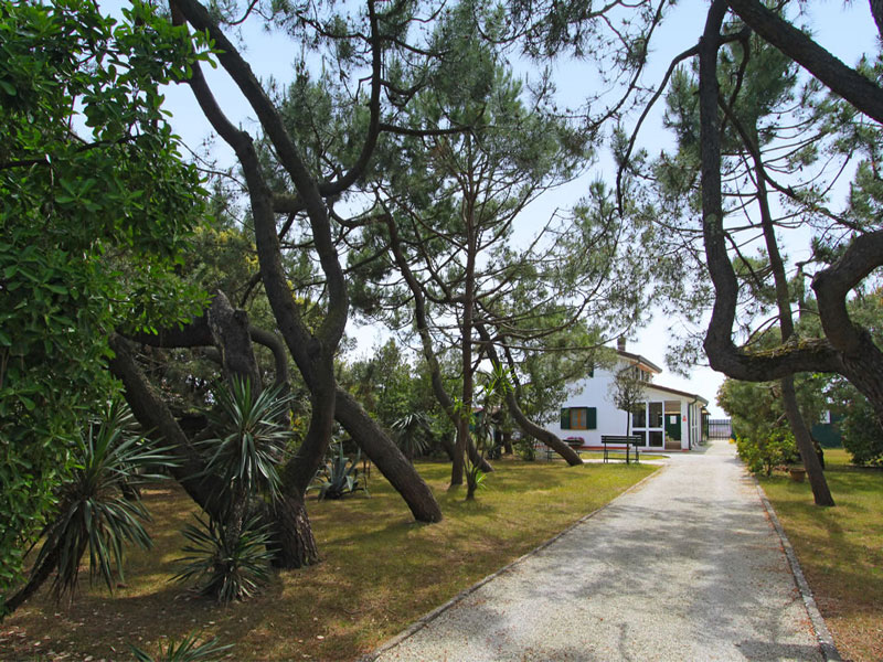 Forte dei Marmi - Pini marittimi negli stabilimenti balneari