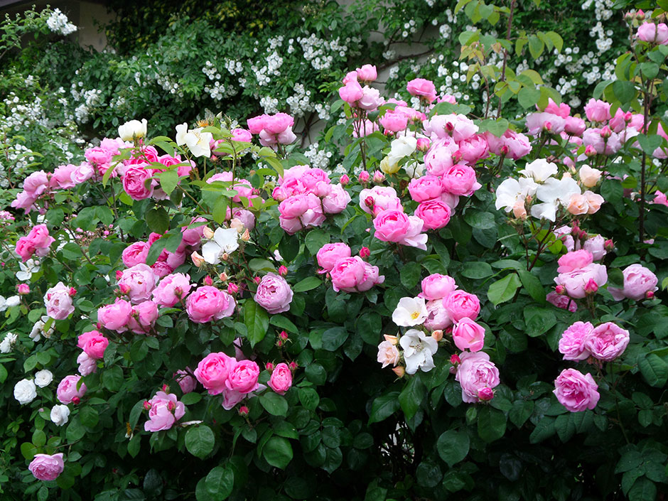 Il giardino pigro