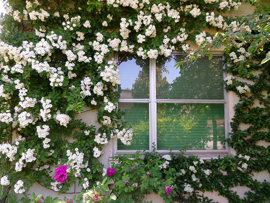 Il giardino pigro