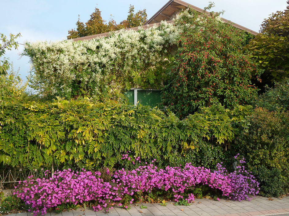 Il giardino pigro